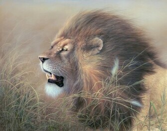 Lion Jpg