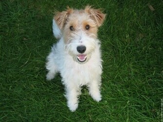 Fox Terrier Dog Wallpaper