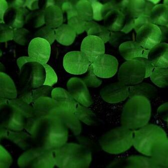 Four Leaf Clover Wallpaper