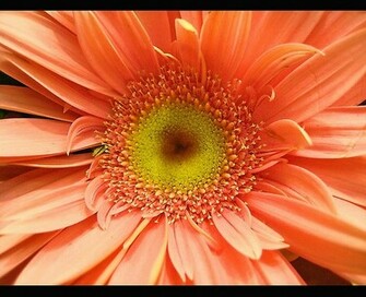 Orange Gerber Daisy Wallpaper Sherbert Found On