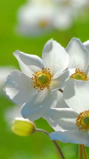 Spring Flower iPhone HD Wallpaper