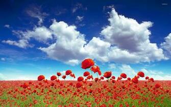 Poppy Field Wallpaper Flower