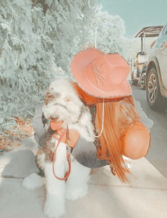 Cute Doggo Wallpaper