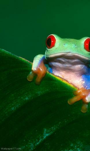 Green Frog Pixels Wallpaper Tagged Frogs