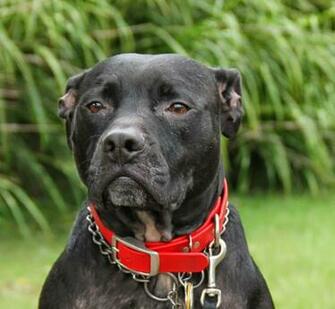 Pitbull Dog HD Wallpaper Widescreen Fresh New Image Of