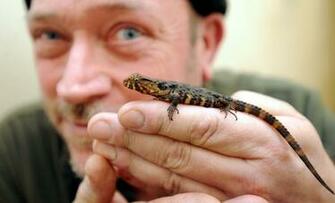 Chinese Crocodile Lizard Wallpaper Background
