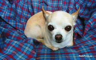Perros De Raza Chihuahua Fotos Videos Y Wallpaper HD
