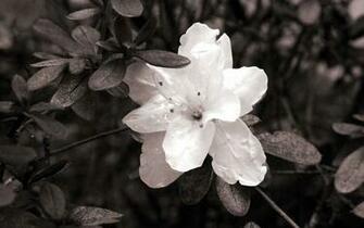 Image Black And White Flower Desktop Wallpaper Pc