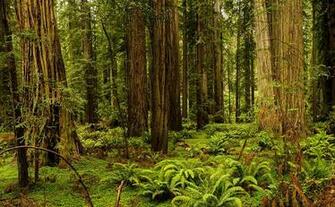 Image California Usa Redwood National And State Parks Nature