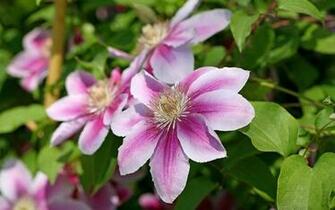 Clematis Wallpaper And Background Image Net