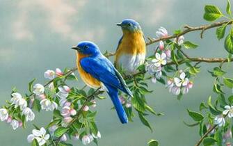 Beautiful Colorful Cute Birds Wallpaper Seen On