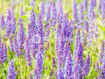 Natural Summer Background With Blooming Woodland Sage Balkan