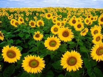 Wallpaper Sunflower