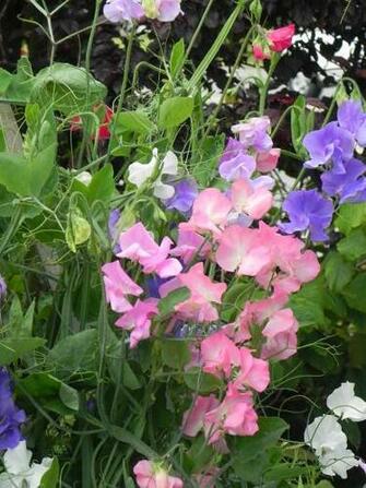 HD Wallpaper Sweet Pea