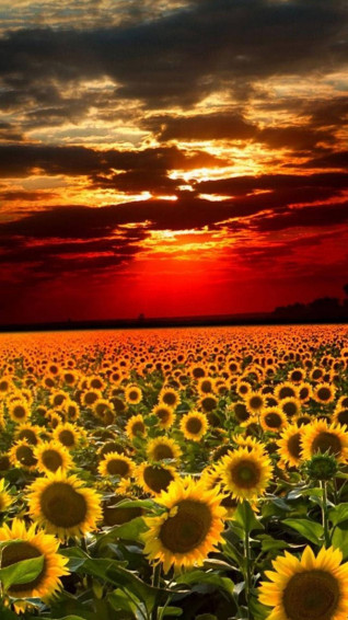 Sunflower In Sunset iPhone Background Wallpaper