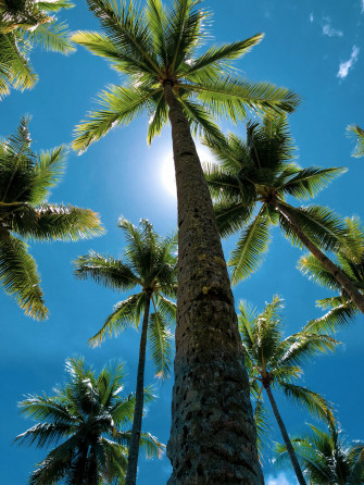 Coconut Tree Wallpaper