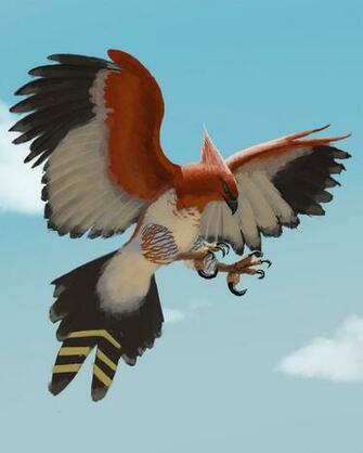 Talonflame By Dr Adri