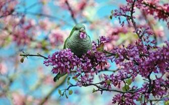 Springtime Wallpaper