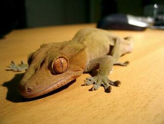 File Crestedgecko Jpg