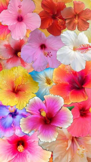Hibiscus Aesthetic Wallpaper