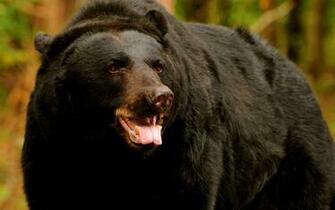 Bear Animal Animals HDw Eweb4