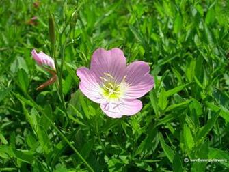 Wildflower Wallpaper