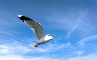 Seagull Wallpaper
