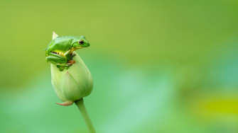 4k Frog Wallpaper Background Image