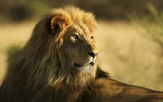 African Lion Animals HD Wallpaper New