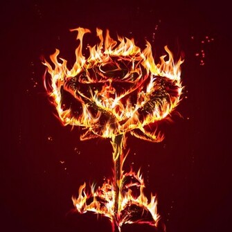 Wallpaper Photos Image New Fire Flower