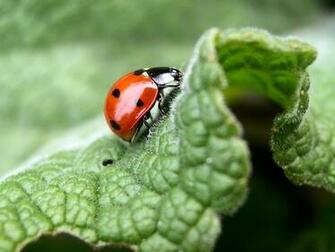 Of Red Bug More Animals Photography Image And Wallpaper