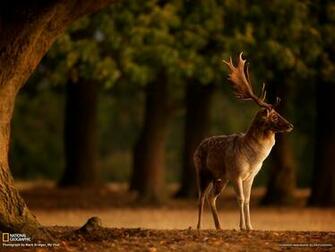 Picture Animal Wallpaper National Geographic Photo Of The Day