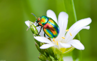 Nature Animals Insect Wallpaper HD