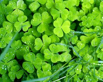 Green Clover Wallpaper And Image Pictures Photos