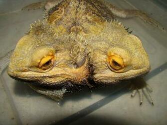 Bearded Dragon Wallpaper