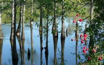 Swamp Computer Wallpaper Desktop Background Id