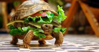 Paper Dump Turtle Burger Wallpaper