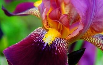 Bearded Iris Computer Wallpaper Desktop Background Id
