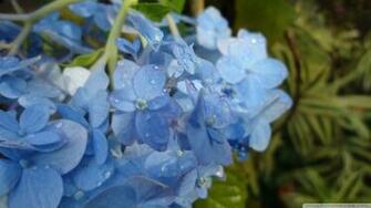 Blue Hydrangea Flowers Wallpaper