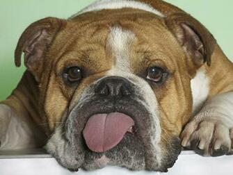 Desktop HD Funny Dog Poop Pics