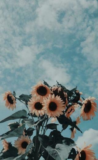 Sunflowers iPhone Phone Background Aesthetic Filters Wallpaper