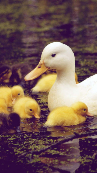 Baby Duck Background Wallpaper
