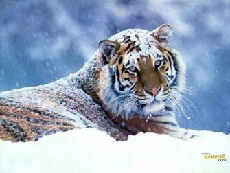 Winter Tiger Wallpaper Baltana