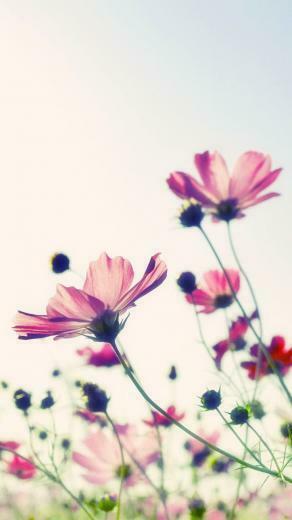 Floral iPhone Plus Wallpaper For A Sunny Spring Autumn