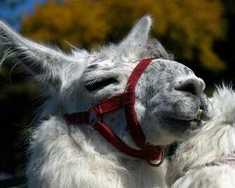 Llama Computer Wallpaper Desktop Background Id