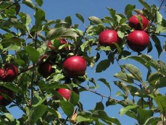 Apple Orchard Wallpaper Picking