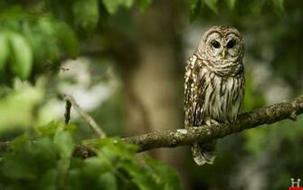 Beautiful Awesome Owl HD Wallpaper E Entertainment