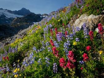 Mountain Wildflowers Wallpaper