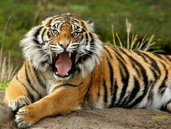 Bravo Wallpaper Tiger Pack