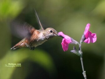 Hummingbird And Flowers HD Hummingbirds Wallpaper No